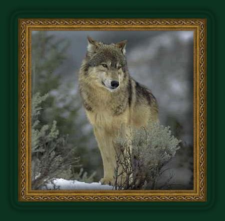 cadre loup à l'arret